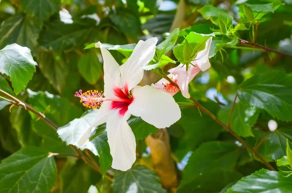 Flores Que Crescem Praias Grécia — Fotografia de Stock