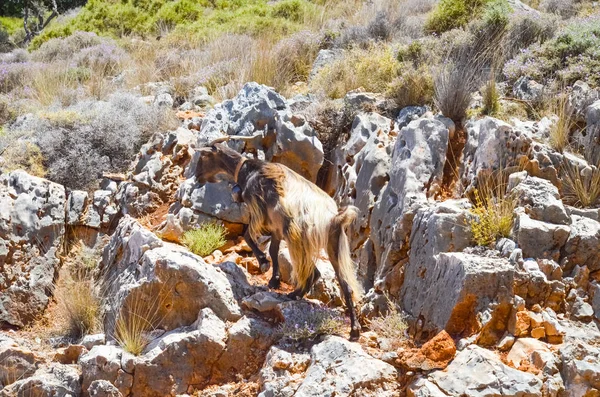 mountain goat climbs on mountain, Crete