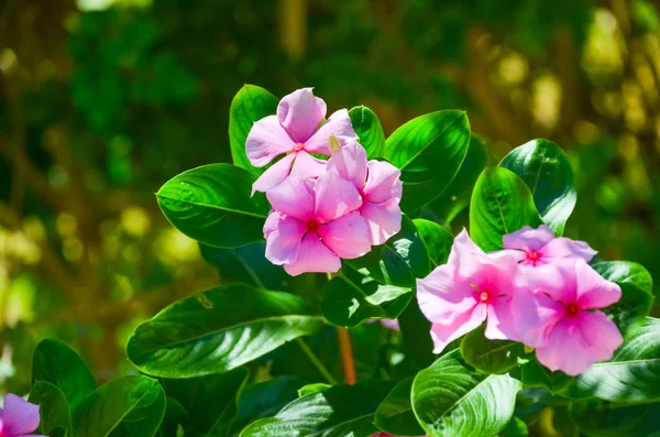 Flores Tropicales Rosadas Deleitan Bajo Los Rayos Del Atardecer — Foto de Stock