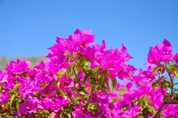 Vidunderlige Blomster Fundet Grækenland Øen - Stock-foto