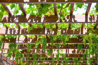 Yunanistan, Girit ve büyüyen üzüm