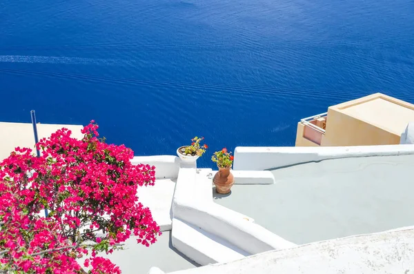 Schöne Blumen Auf Der Insel Santorini — Stockfoto