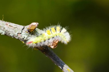 Yeşil tırtıl görünümü Kapat üzerinde ağaç brunch 