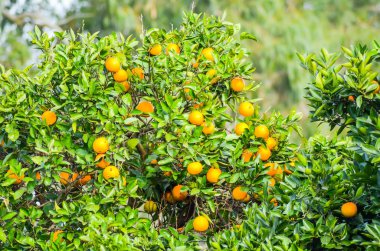 Mandalina ağacı içinde Botanik Bahçesi, Batum, Gürcistan.