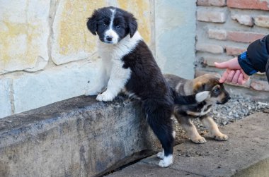 Köpek yavrusu kamera seyir üzücü