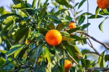 Mandalina ağacı içinde Botanik Bahçesi, Batum, Gürcistan.