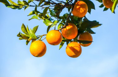 Mandalina ağacı içinde Botanik Bahçesi, Batum, Gürcistan.