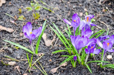 güzel bahar çiçek Minsk Park yakın çekim