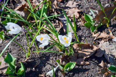 güzel bahar çiçek Minsk Park yakın çekim