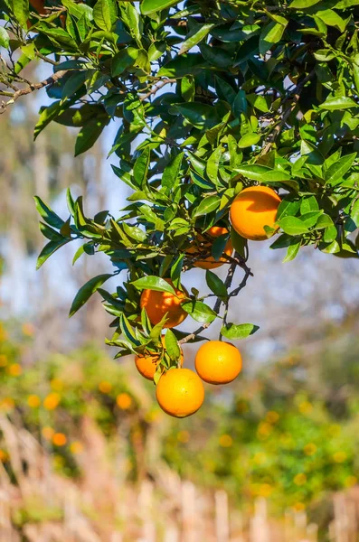 Tangerine Puu Kasvitieteellinen Puutarha Batumi Georgia — kuvapankkivalokuva