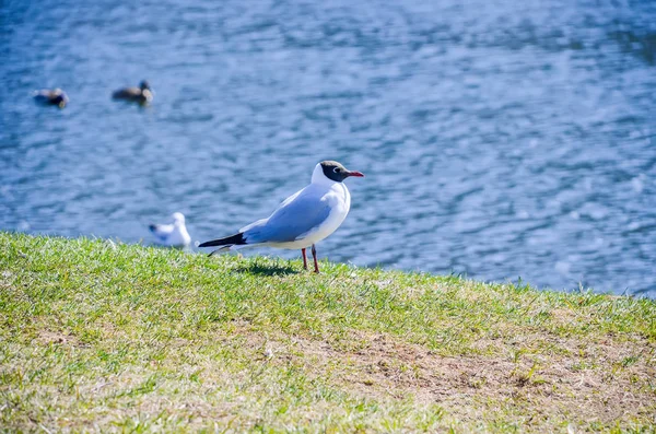 Racek Vyhřívají Louce Dne — Stock fotografie