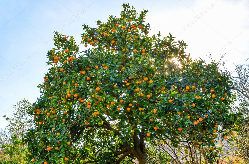 Tangerine tree in botanical garden, Batumi, Georgia.