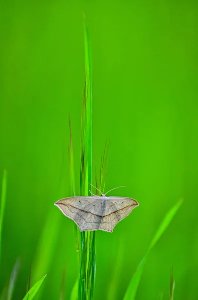 Butterfly Froze Motionless Green Blade Grass — Stock Photo, Image