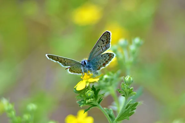 Zamknij Widok Motyla Zielony Kwiat — Zdjęcie stockowe