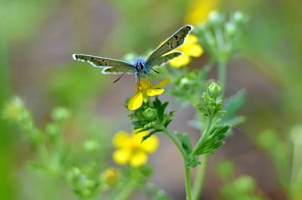 Piękny Motyl Kwiat — Zdjęcie stockowe