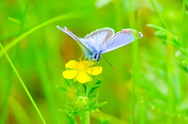 Zamknij Widok Motyla Zielony Kwiat — Zdjęcie stockowe