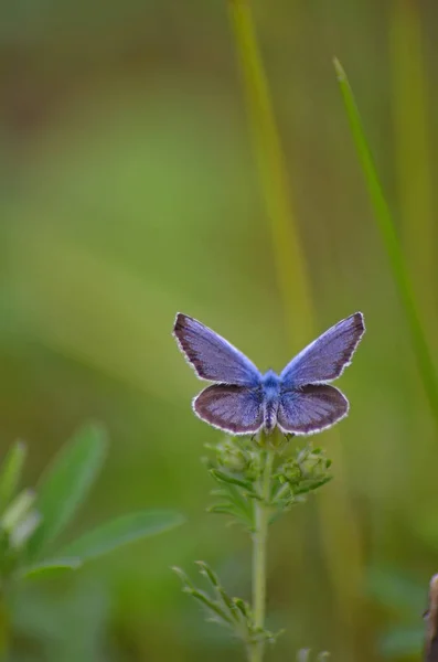 Sluit Weergave Van Vlinder Groene Bloem — Stockfoto