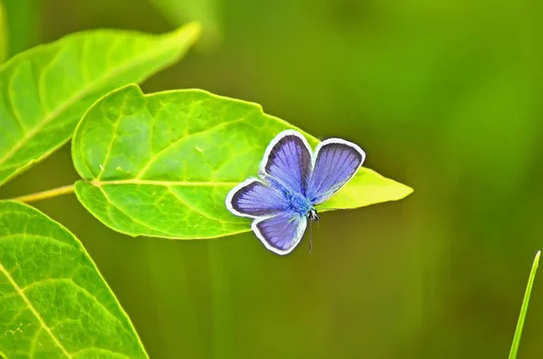 Töve Pillangó Zöld Virág — Stock Fotó