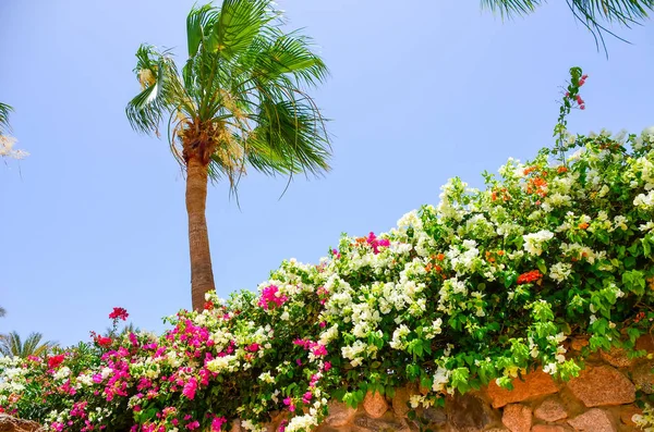 Hermoso Territorio Hotelero Sharm Sheikh Egipto — Foto de Stock