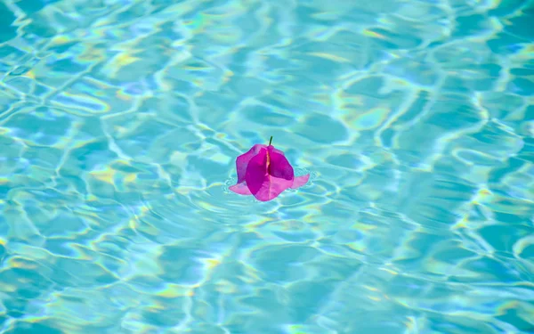 Flor Buganvilla Púrpura Flotando Piscina —  Fotos de Stock