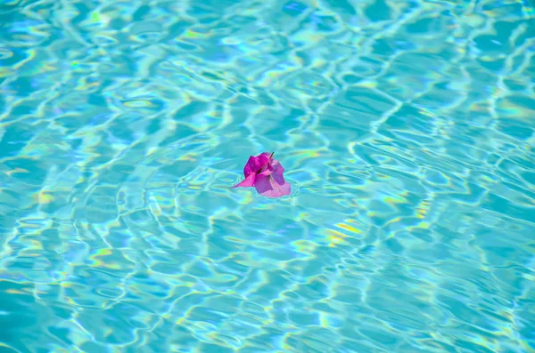 Flor Buganvilla Púrpura Flotando Piscina — Foto de Stock