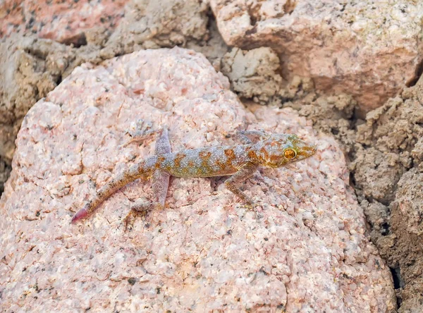 Kertenkele Sürünüyor Duvarda Mısır Sharm Sheikh — Stok fotoğraf