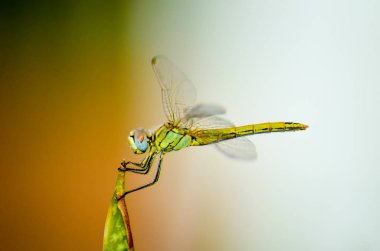 Yeşil yaprak üzerinde oturan yusufçuk görünümü Kapat