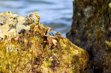 Kayalık sahil, Kızıldeniz Tarih, Mısır, Sharm El Sheikh oturan yengeç görünümü Kapat