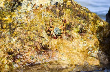 Kayalık sahil, Kızıldeniz Tarih, Mısır, Sharm El Sheikh oturan yengeç görünümü Kapat