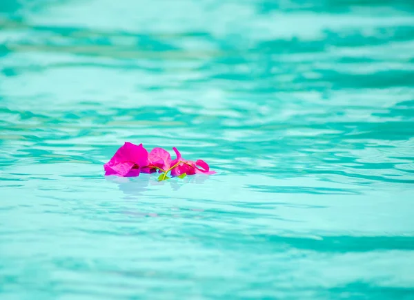 Flor Buganvilla Púrpura Flotando Piscina — Foto de Stock