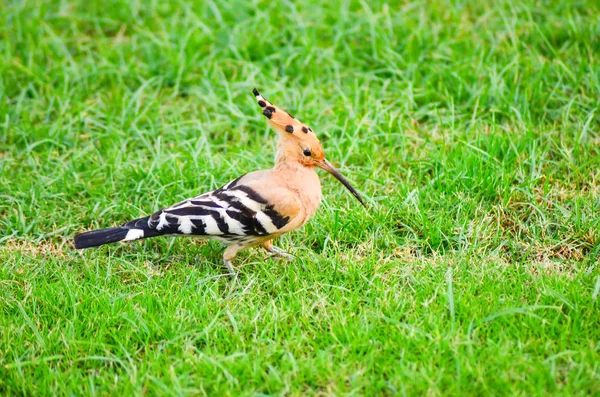 Gestreifter Wiedehopf Auf Grüner Wiese Ägypten — Stockfoto