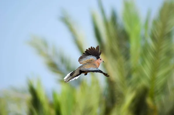 dove flying over green palm trees, Egypt, Sharm El Sheikh.