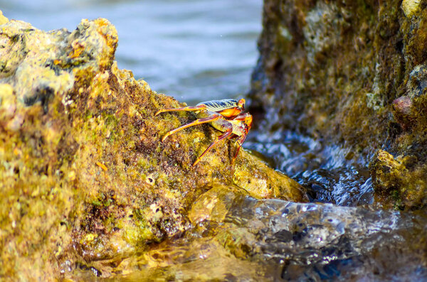 Close view of crab sitting on rocky shore of  Red Sea, Egypt, Sharm El Sheikh