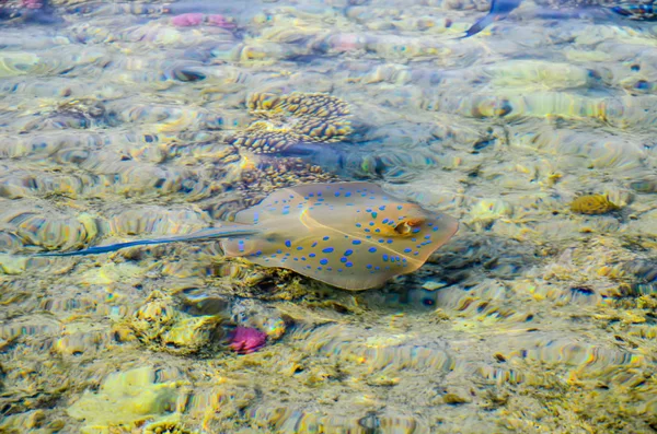 Underwater Swimming Beayutiful Big Spotted Stingray — Stock Photo, Image