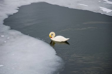 Beyaz Kuğu donmuş nehirde Yüzme 