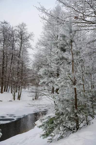 Живописная Замерзшая Река Белом Зимнем Лесу — стоковое фото