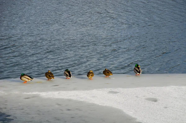 Kachny Kačeři Sedí Ledě Řeky — Stock fotografie