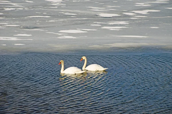 Белые Лебеди Плавают Замерзшей Реке — стоковое фото
