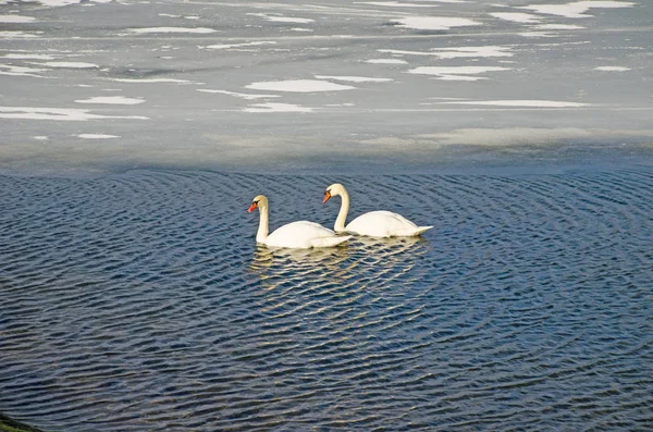 Белые Лебеди Плавают Замерзшей Реке — стоковое фото