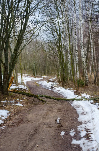 Baum Stürzte Auf Landstraße — Stockfoto