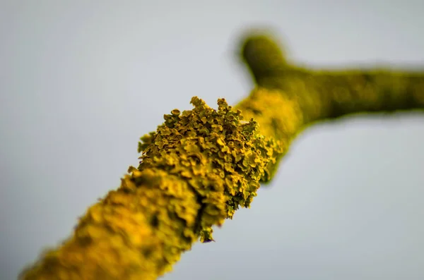 Velké Lišejník Větev Stromu — Stock fotografie