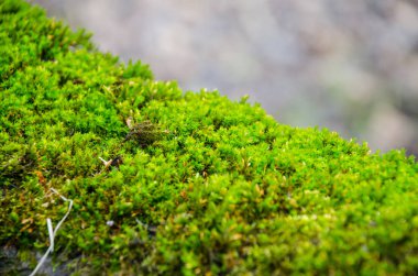 Yeşil yosun Ağaç gövdesinde yerleşmiş görünümü Kapat