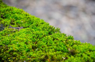 Yeşil yosun Ağaç gövdesinde yerleşmiş görünümü Kapat