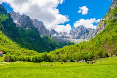 Yüksek sivri kayalar arka plan üzerinde doğal yeşil çayır