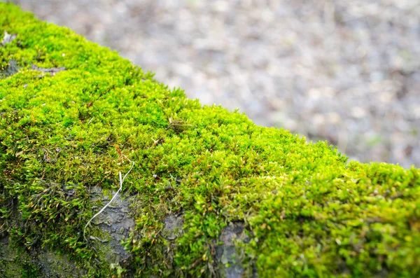 Zavřít Pohled Zeleného Mechu Usadil Kmen Stromu — Stock fotografie