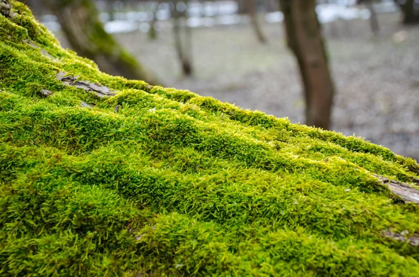 Yeşil yosun Ağaç gövdesinde yerleşmiş görünümü Kapat