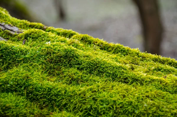 Zavřít Pohled Zeleného Mechu Usadil Kmen Stromu — Stock fotografie