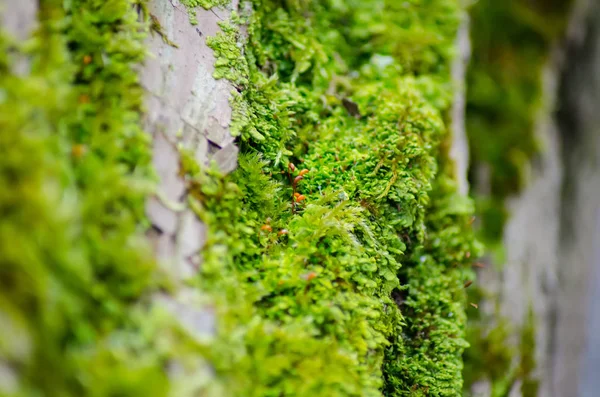 Zavřít Pohled Zeleného Mechu Usadil Kmen Stromu — Stock fotografie