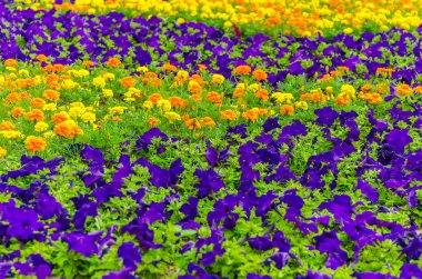 Pitoresk flowerbed ülke ekonomisine başarılarının sergi bölgesi değil. Rusya Moskova.