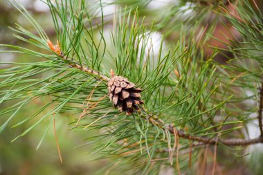 Günlük dağlar arasında yatan iki çam kozalağı.